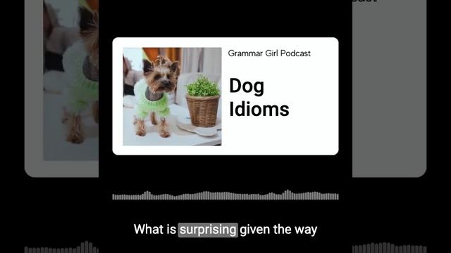 Animal idioms about dogs might surprise you смотреть онлайн