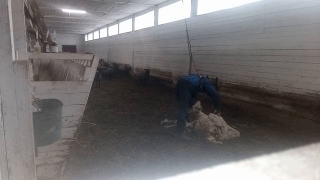 Новый способ стрижка овец смотреть онлайн