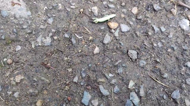 Зубы гниют нужно вырывать смотреть онлайн