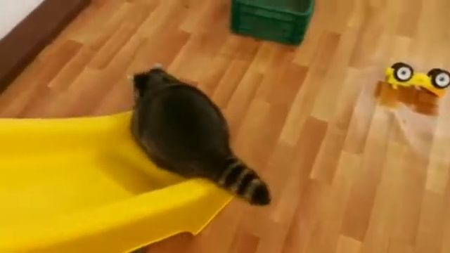 ТутЕнот выставка ручных енотов смотреть онлайн