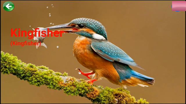 19 Funny Bird Videos || Awesome Compilation!sounds of birds!angry birds смотреть онлайн
