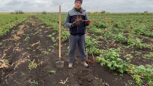 Посадка малины. смотреть онлайн