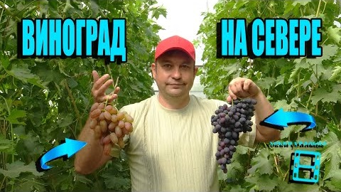 ВИНОГРАД - ХОББИ УРАЛЬЦА. СЕВЕРНЫЙ ВИНОГРАДНИК 21-1 смотреть онлайн
