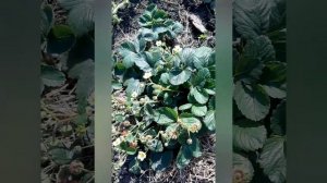 Уход за ремонтантной клубникой. Подкормка, размножение и большой урожай.