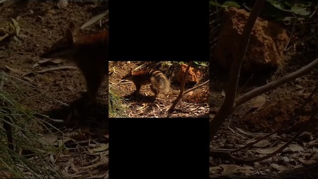 Endangered animal|| numbat #shorts смотреть онлайн