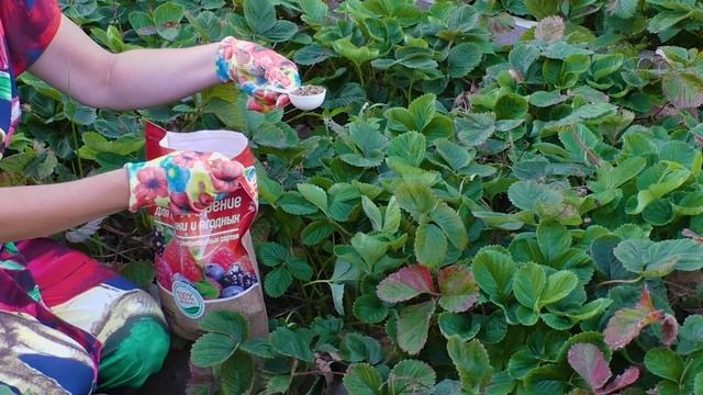 Уход за клубникой в августе. Не забудьте сделать это на клубнике в августе для будущего урожая! смотреть онлайн