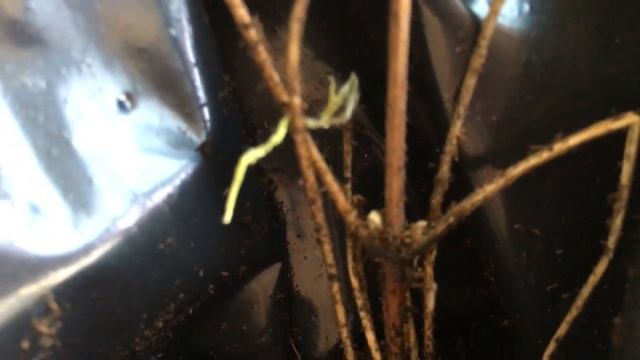 Обзор посылки с клематисами от Светланы Александровой. смотреть онлайн