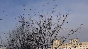 Стая птиц едят рябину