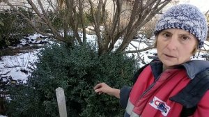 Розы.Искореняющие обработки  Железным купоросом в декабре.