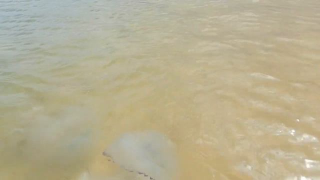 #МЕДУЗЫ В Азовском море Необычные гости побережья смотреть онлайн