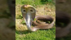 ОЧКОВАЯ ЗМЕЯ/-Вики