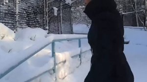 Волки воют в зоопарке