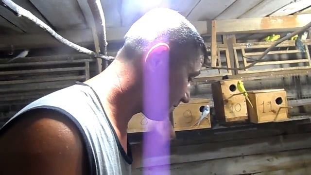 Продолжение гнездования у попугаев.