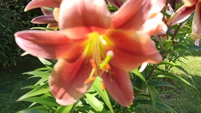 Лилии ОТ-ГИБРИДЫ:Гарден Эффеэр, Holland beauty, Пурпл Принс,Монтенего Бей. смотреть онлайн