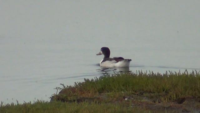 birds nl... common shelduck (juvenile) смотреть онлайн