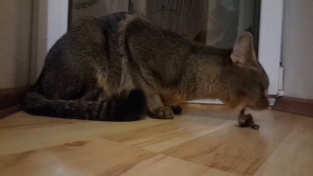 Милый хищник чаузи ф1