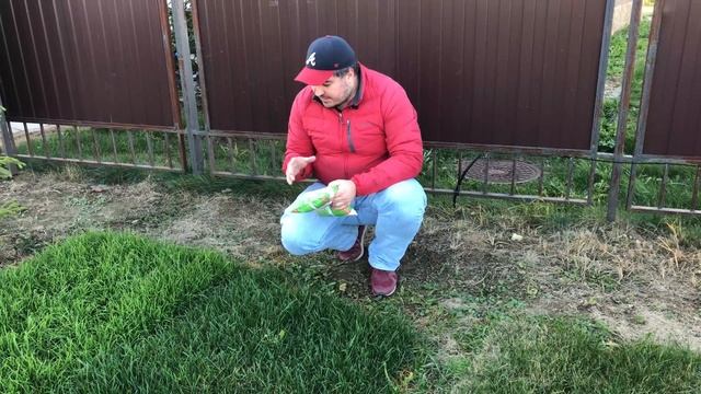 Мятлик 100% для сеяного газона? Никогда! Смотри тут почему! смотреть онлайн