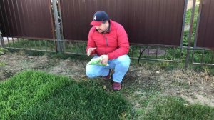 Мятлик 100% для сеяного газона? Никогда! Смотри тут почему!