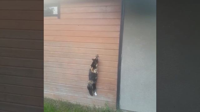 Экслюзив!!!! ВПЕРВЫЕ В Мире!!! Охота Кота на Мышь Летучую смотреть онлайн