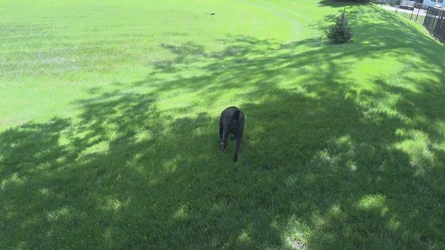 Мишка радуется жизни — американская сказка на ночь смотреть онлайн