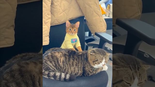 Пушистый массажист смотреть онлайн