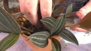 Деление и Черенкование ЛУДИЗИИ. Мои цветы. Мой опыт.