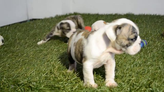 BULLCANES English Bulldog Breeder - Frodo - Lolly - Shira.MOV смотреть онлайн