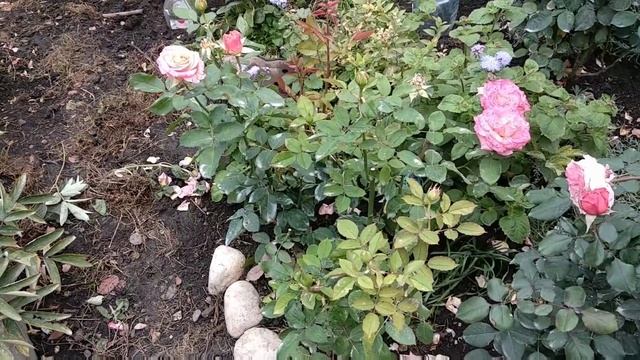 Розы.  Планируем посадки роз: расстояние между розами.