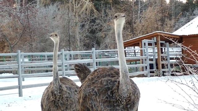 Африканский страус. смотреть онлайн