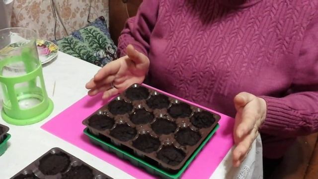 Сажаем семена земляники в торфяные таблетки. смотреть онлайн