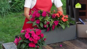 Бальзамин. Уход и пересадка растения. Как ухаживать за бальзамином. Пересаживаем бальзамин