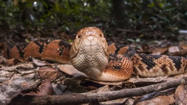Бушмейстер, или сурукуку (лат. Lachesis Muta)