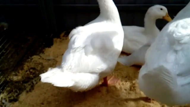 Гуси и птички. Прогулка в зоопарке. смотреть онлайн