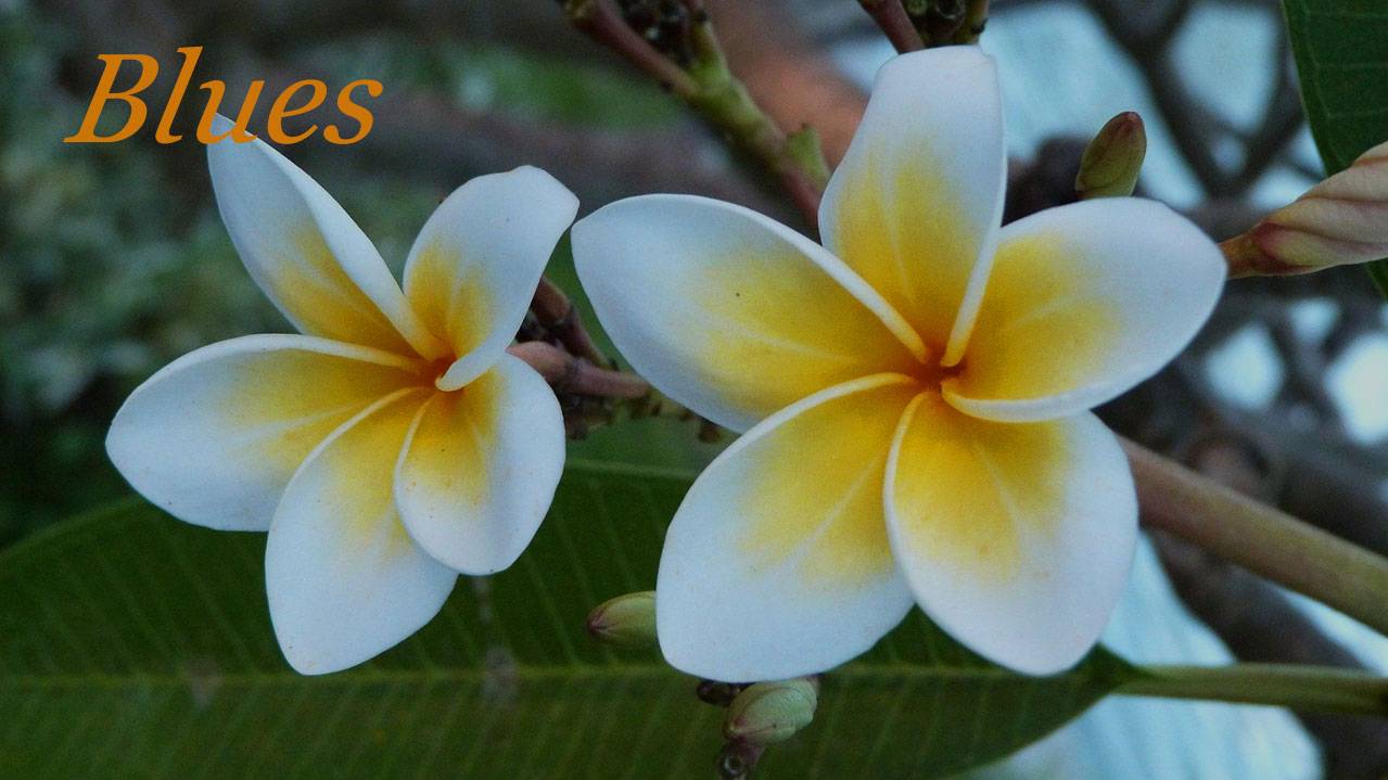 Цветочный блюз 117. & Floral blues. смотреть онлайн