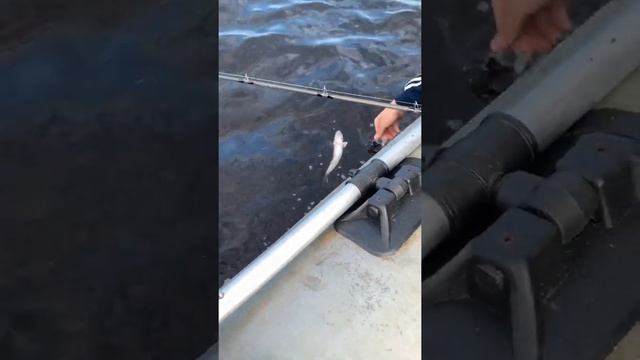 Отчёт с рыбалки на щуку ,рыбалка 2021 #shorts