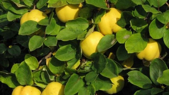 Полезные свойства айвы