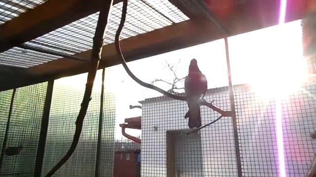 Kakadu Růžový / Galah cockatoo / Розовый какаду смотреть онлайн