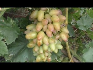 Сорта винограда 2020. Артек - прекрасная форма по всем параметрам