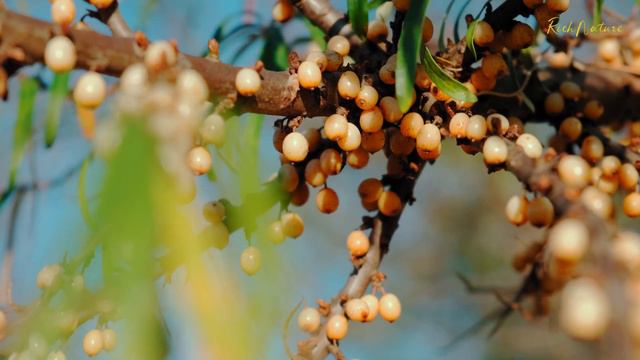 Кандидат медицинских наук Мажидов Улугбек о Масле Облепихи Rich Nature смотреть онлайн
