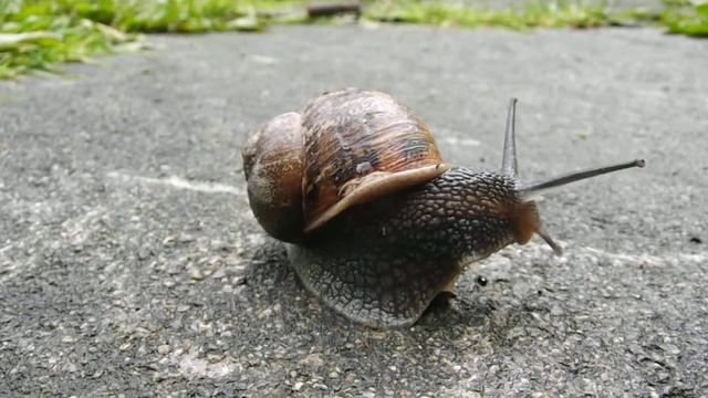 Snail