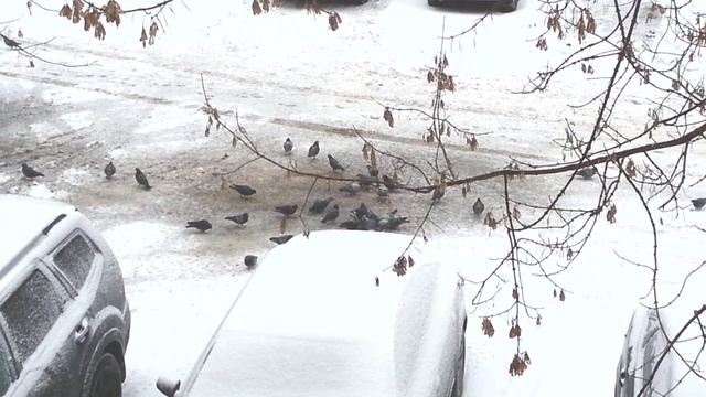 Вид голубей из окна смотреть онлайн