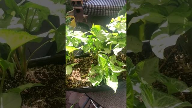 $6 Syngonium White Butterfly Update смотреть онлайн