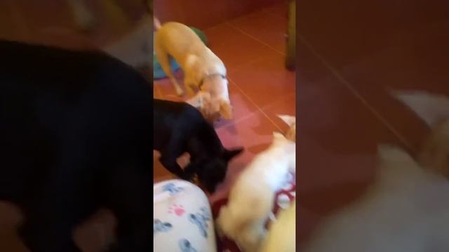 Вольер чихуахуа