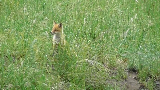 Лисята. Встреча через месяц ( Vulpes vulpes ) Little fox смотреть онлайн