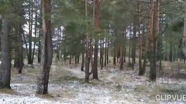 А В СОСНОВОМ БОРУ БОЖЕСТВЕННЫЙ ВОЗДУХ... смотреть онлайн