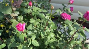 Роза №4 Duftrausch/ Дуфтрауш