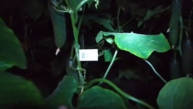 Какая влажность у нас в теплице вечером? смотреть онлайн