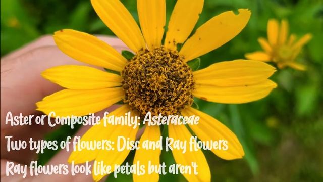 Native Wildflower Spotlight: The False Sunflower, Heliopsis helianthoides смотреть онлайн