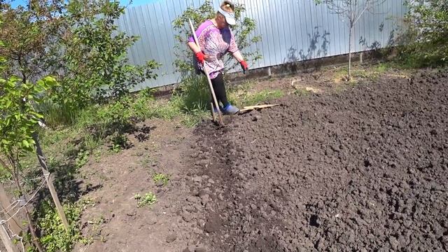 ЧУТЬ НЕ ЗАБЫЛИ ПРО ОГОРОД. САДИМ КУКУРУЗУ И АРБУЗЫ. Метровый мокрец.