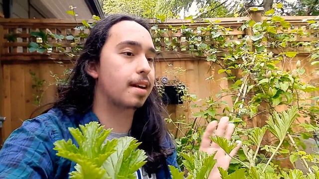 How to Grow Scented Citronella Geranium (Pelargonium 'citronella') / Mosquito Repellent Plant смотреть онлайн